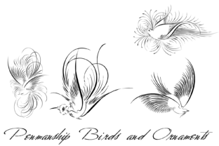 Penmanship Birds and Ornaments: A Decorative Display Font for Digital Branding